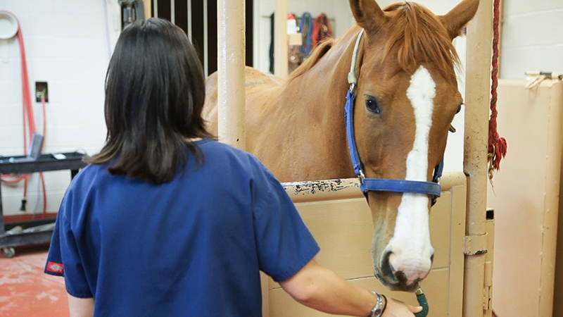 A staff member preparing a horse for a medical procedure