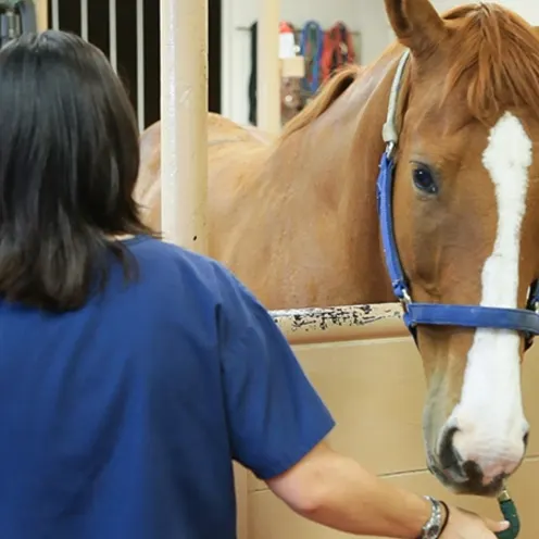 A staff member preparing a horse for a medical procedure