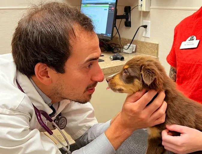 vet staring into dogs eyes vet staring into dogs eyes