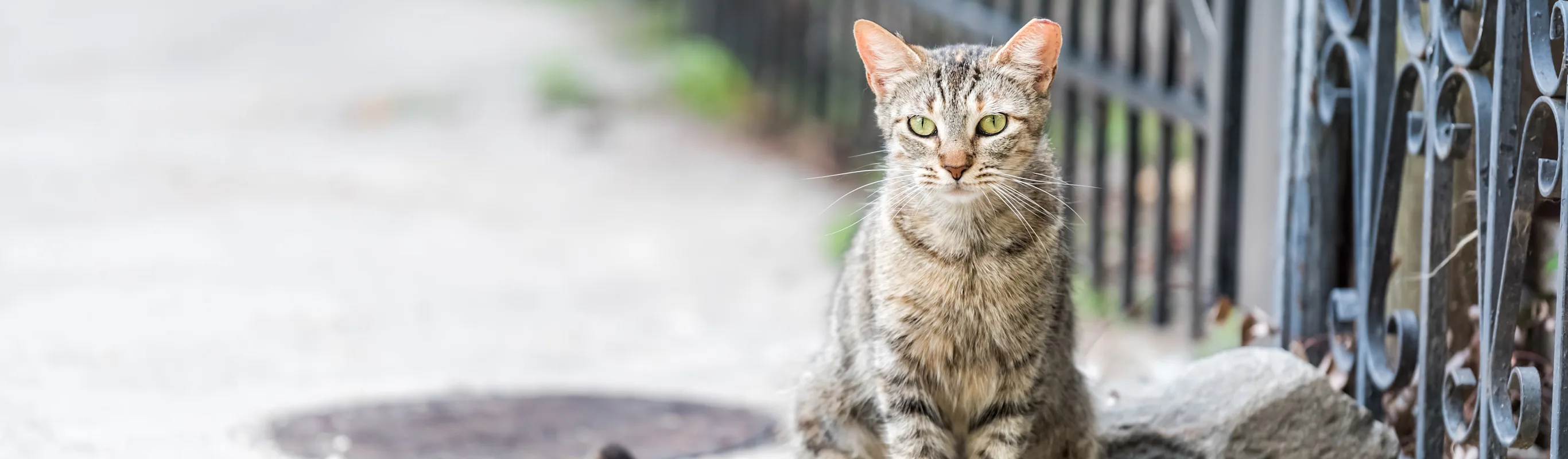 cat sitting by a fence and a rock in the city 