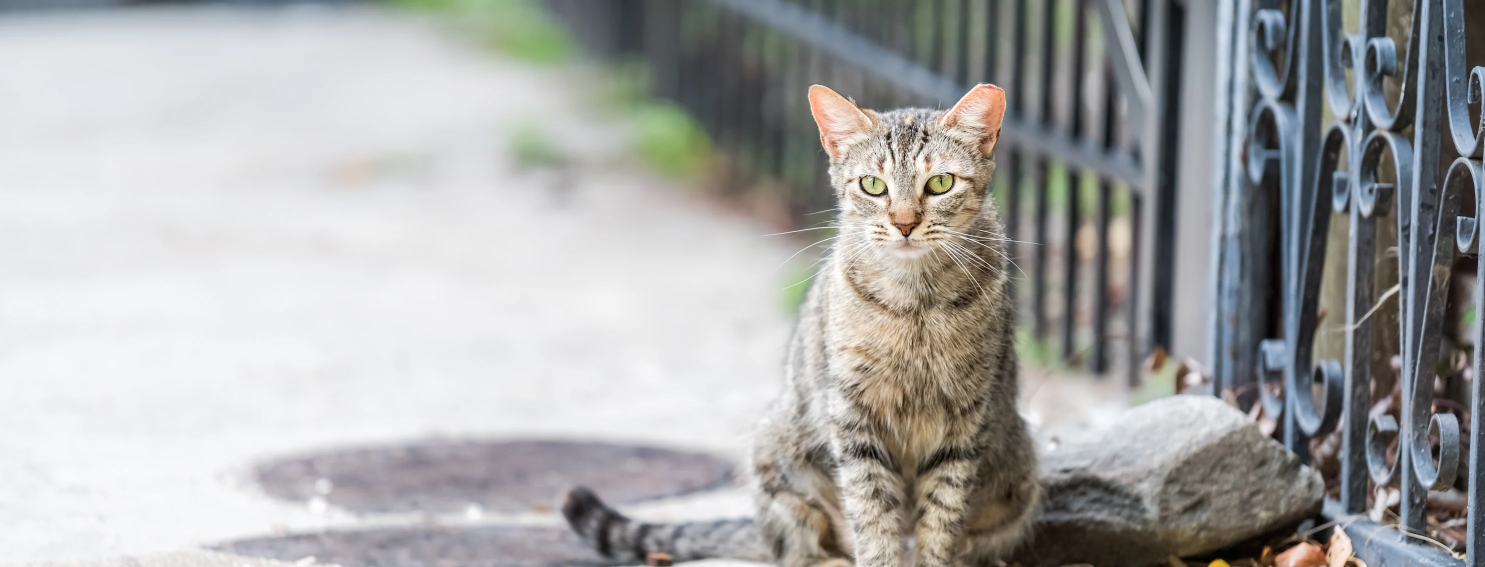 cat sitting by a fence and a rock in the city 