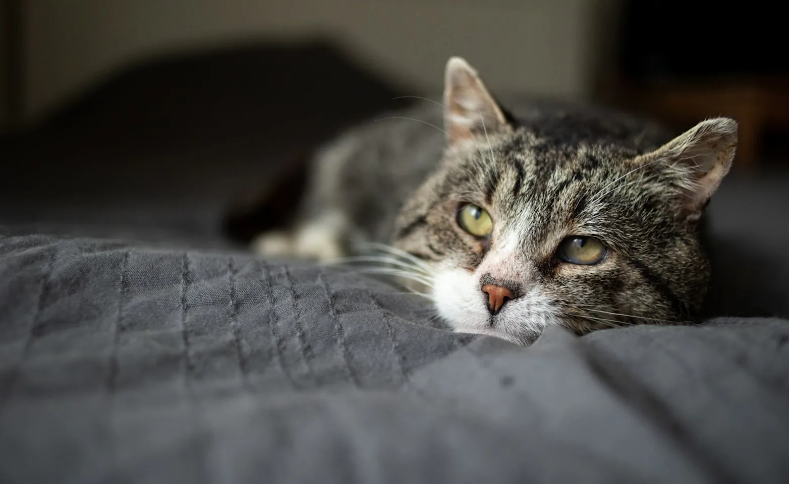 Elderly cat laying on a gray blanket. Elderly cat laying on a gray blanket.