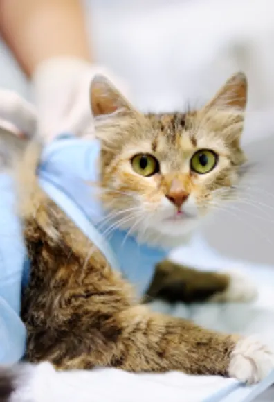 Cat prepping for surgery Cat prepping for surgery