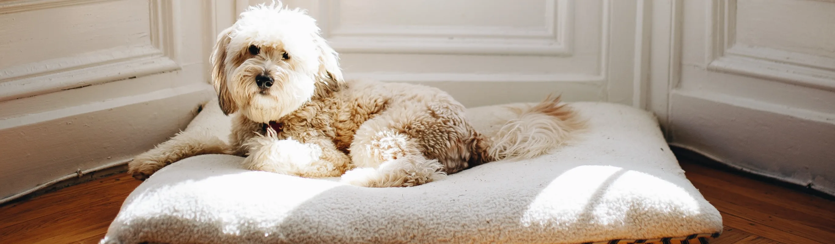 A maltipoo chilling on his big white bed