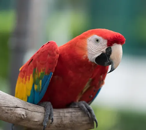 Bird on Branch Bird on Branch