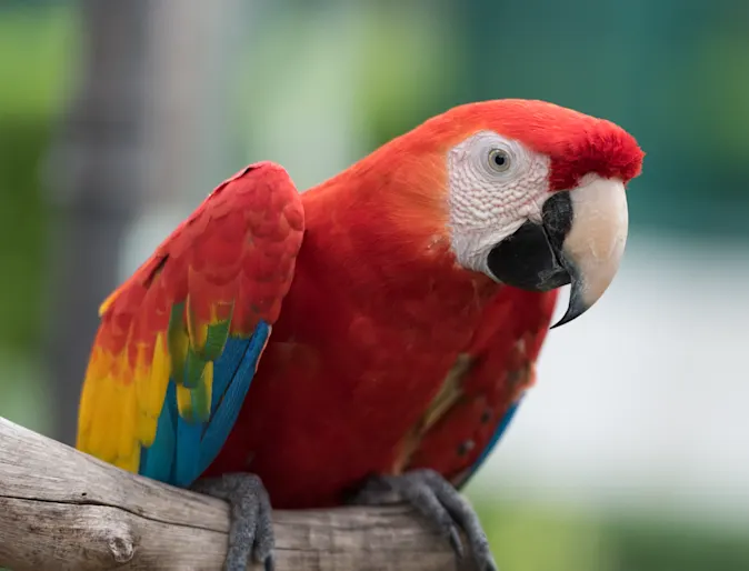 Bird on Branch Bird on Branch
