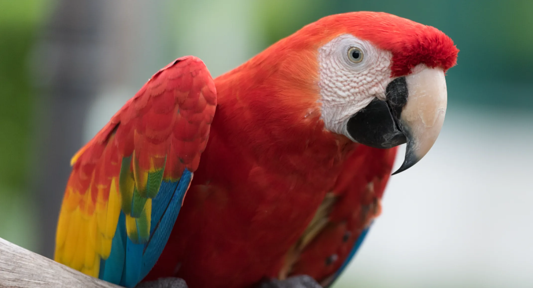 Caring For Your Pet Macaw | Pender Veterinary Centre