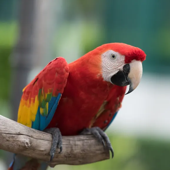 red parakeet pet