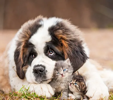A large dog laying with two kittens between its paws outside in the grass A large dog laying with two kittens between its paws outside in the grass