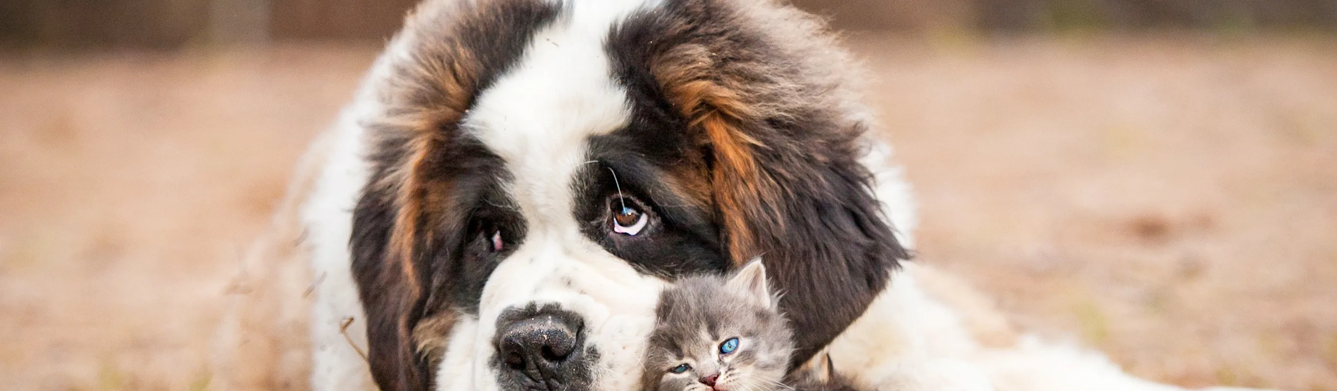 A large dog laying with two kittens between its paws outside in the grass