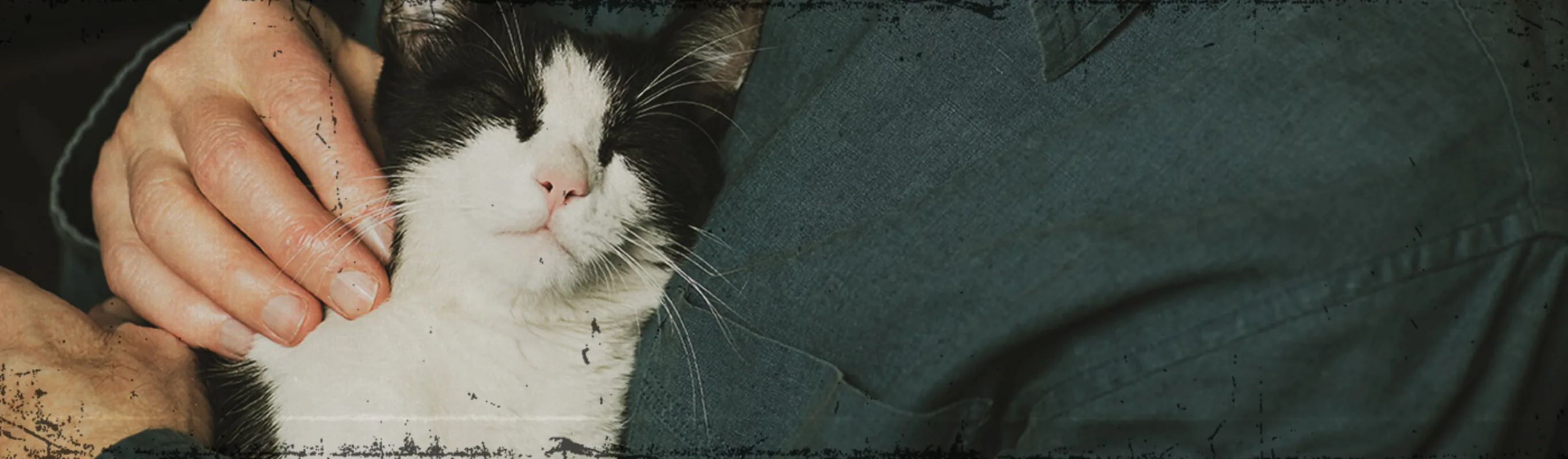 Close up of black and white cat being held Close up of black and white cat being held