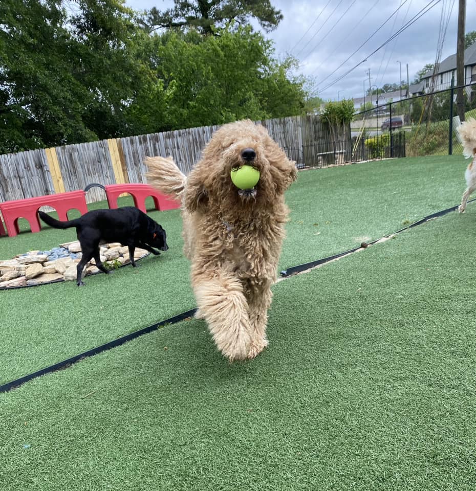 A dog running towards the camera holding a tennis ball in their mouth