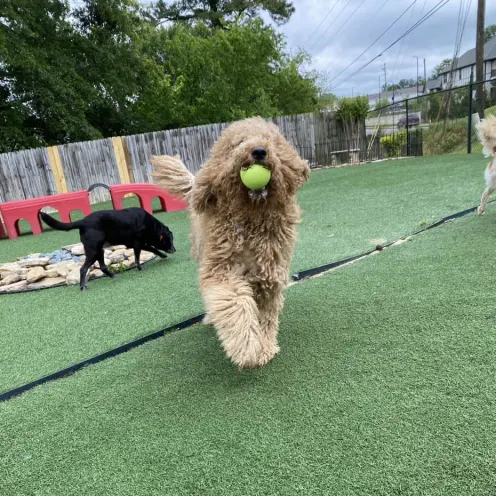 A dog running towards the camera holding a tennis ball in their mouth