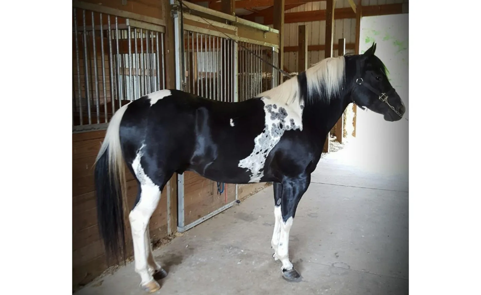 Some R Trophy Boys, a black and white horse Some R Trophy Boys, a black and white horse
