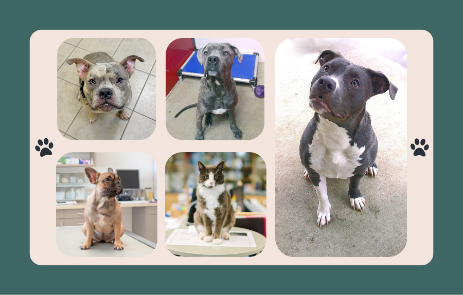 Pet Boarding Collage