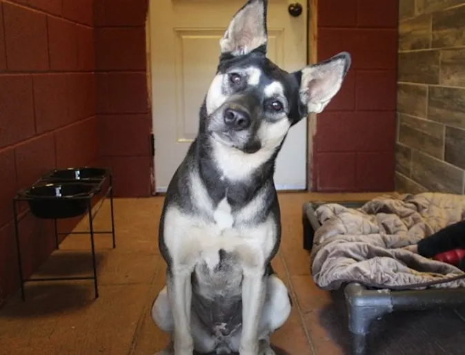 Dog tilting its head at the camera Dog tilting its head at the camera