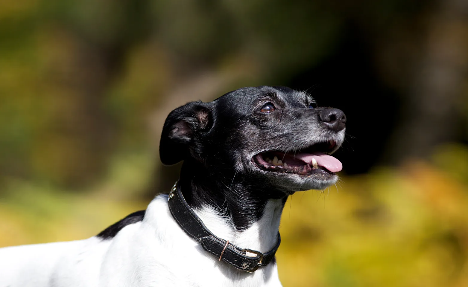 A senior dog looking to the right side A senior dog looking to the right side