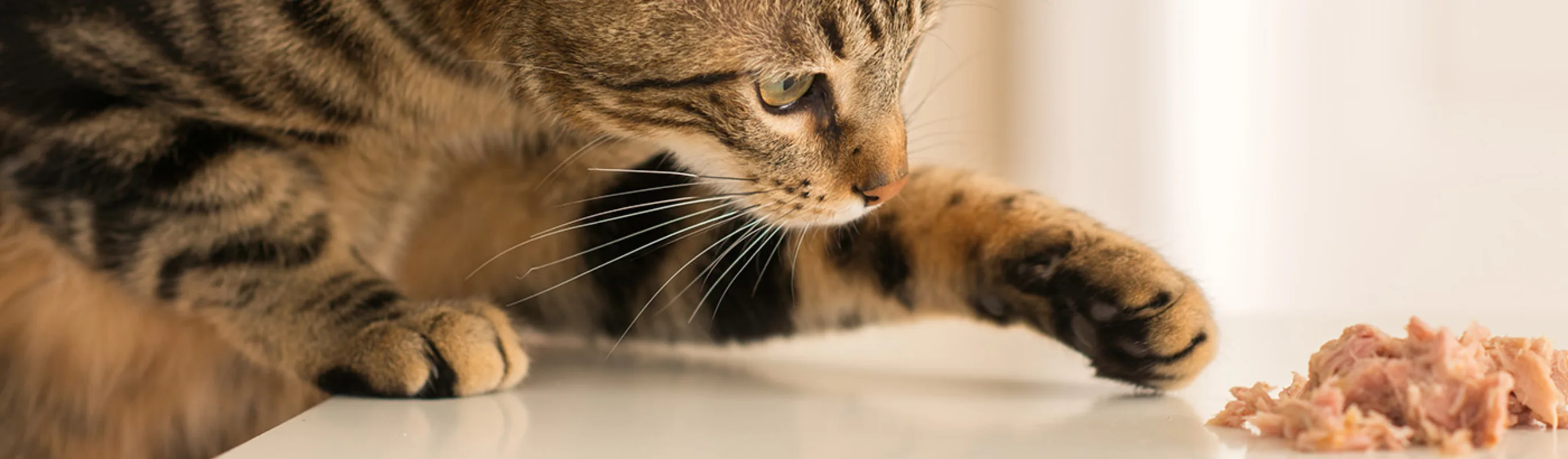 A cat pawing at wet food sitting on the counter