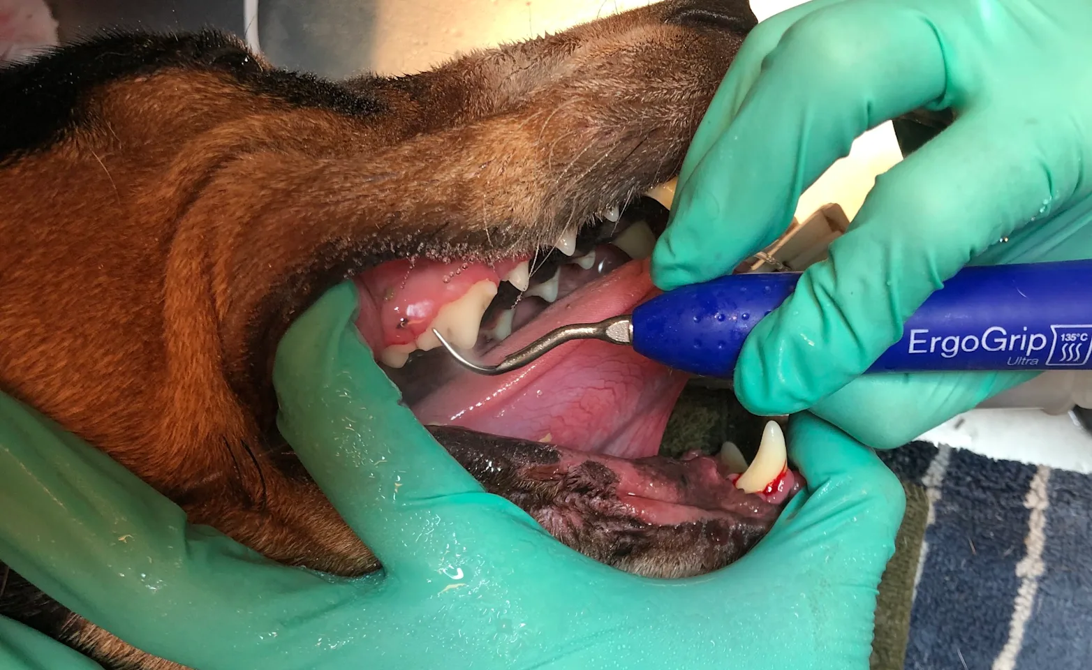 Dental procedure on a dog Dental procedure on a dog
