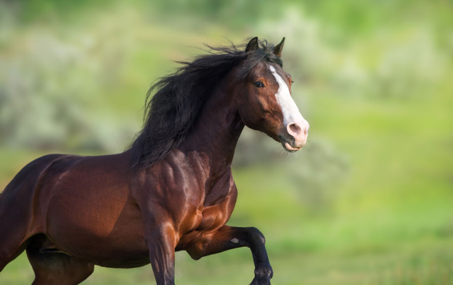 Brown horse standing alert in a grassy field