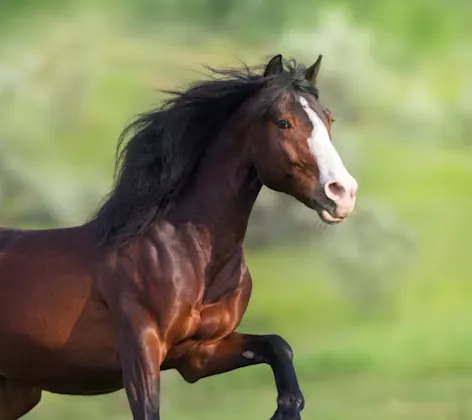 Brown horse standing alert in a grassy field Brown horse standing alert in a grassy field