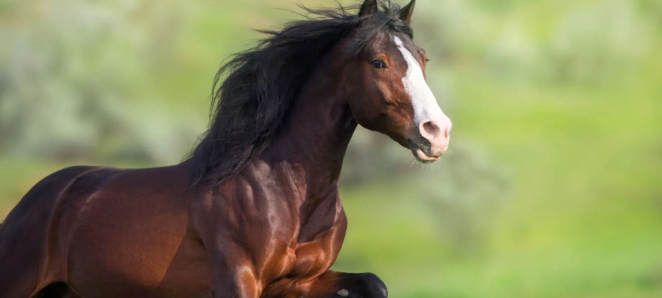 Brown horse standing alert in a grassy field Brown horse standing alert in a grassy field
