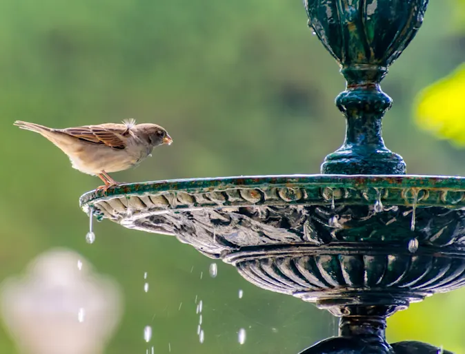 Bird drinking from park fountain