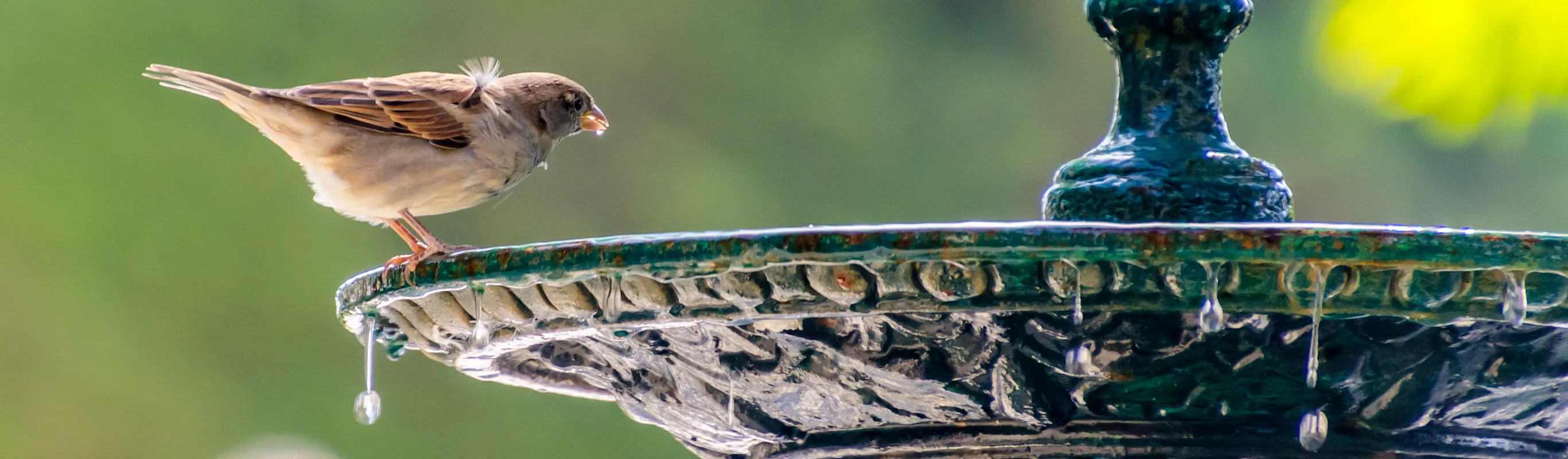 Bird drinking from park fountain Bird drinking from park fountain