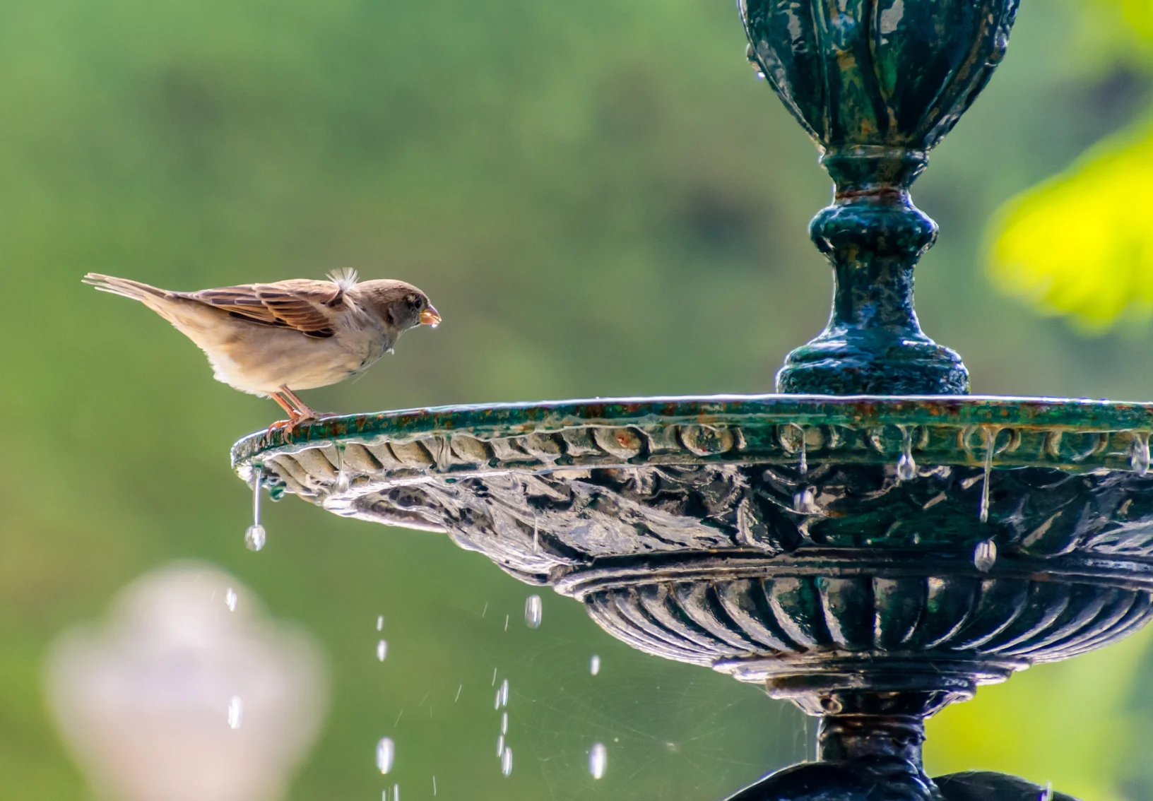 Bird drinking from park fountain