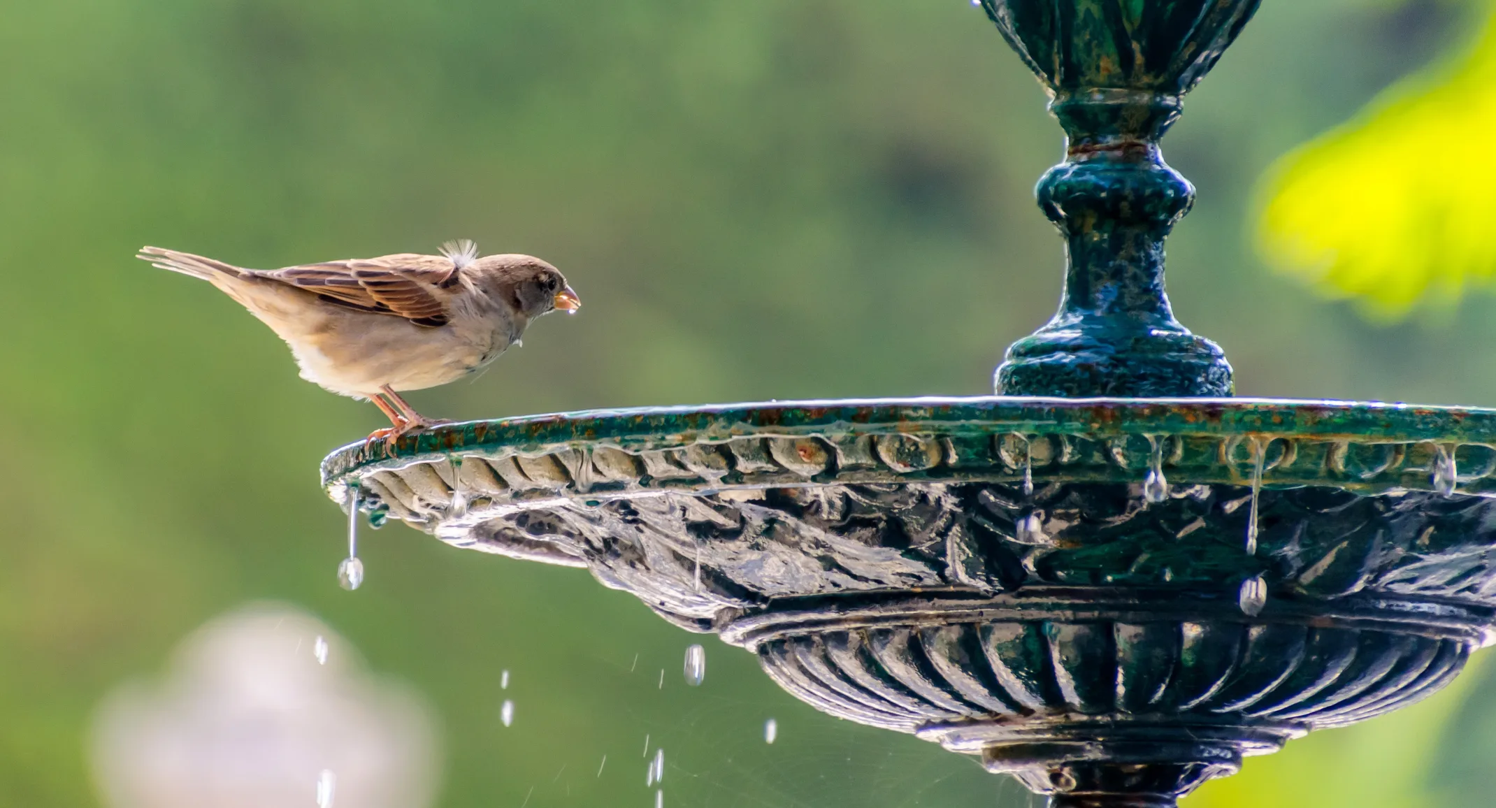 Bird drinking from park fountain