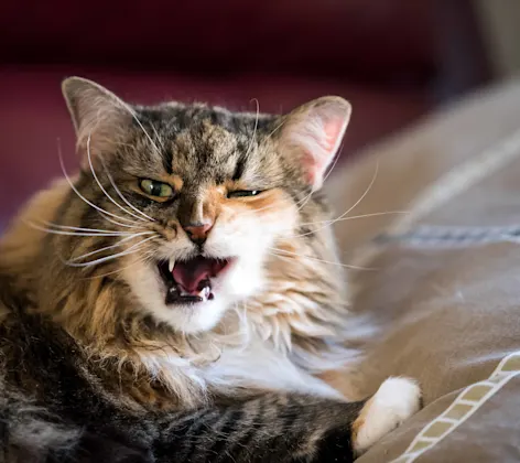 An elderly cat looking grump to be interrupted from its nap