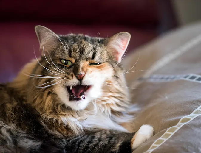 An elderly cat looking grump to be interrupted from its nap An elderly cat looking grump to be interrupted from its nap