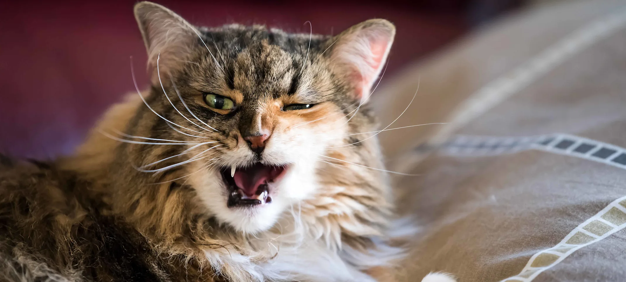 An elderly cat looking grump to be interrupted from its nap An elderly cat looking grump to be interrupted from its nap