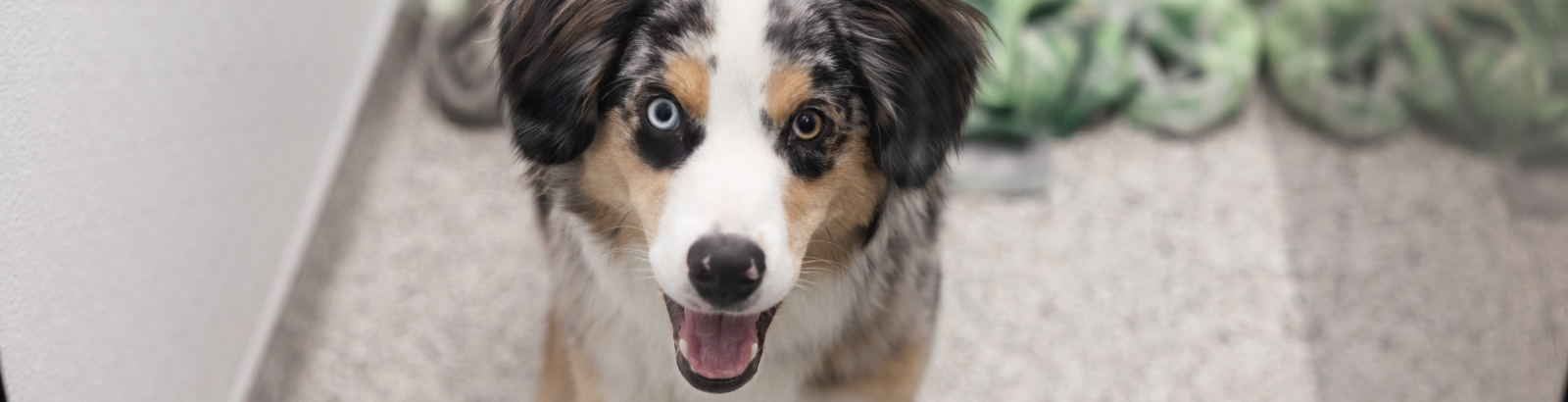Spotted dog with two different colored eyes smiling at camera