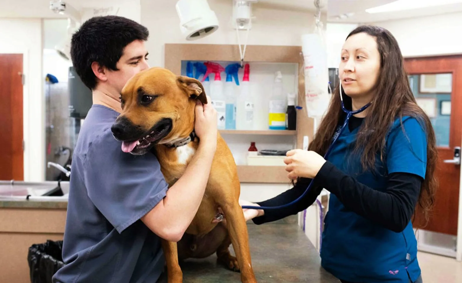Staff with dog. Staff with dog.