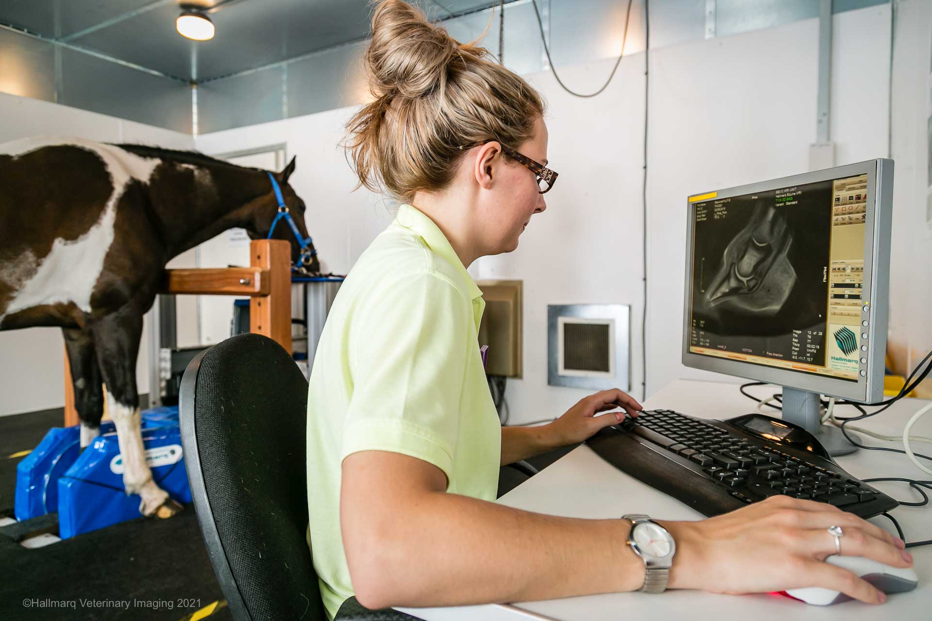 Equine MRI 3