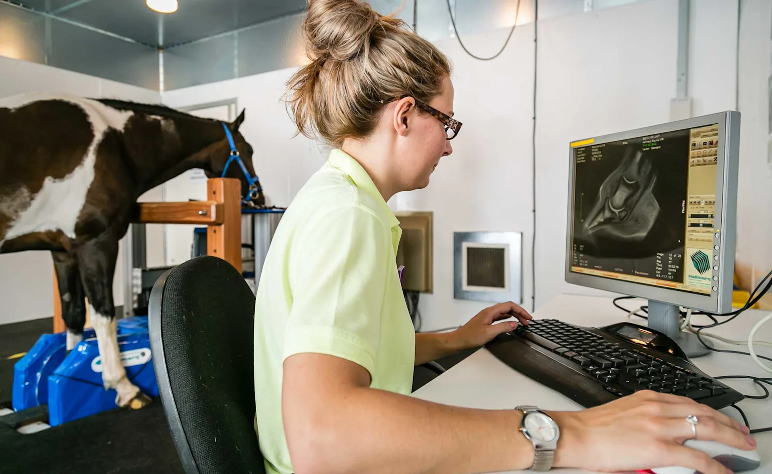 Equine MRI 3 Equine MRI 3