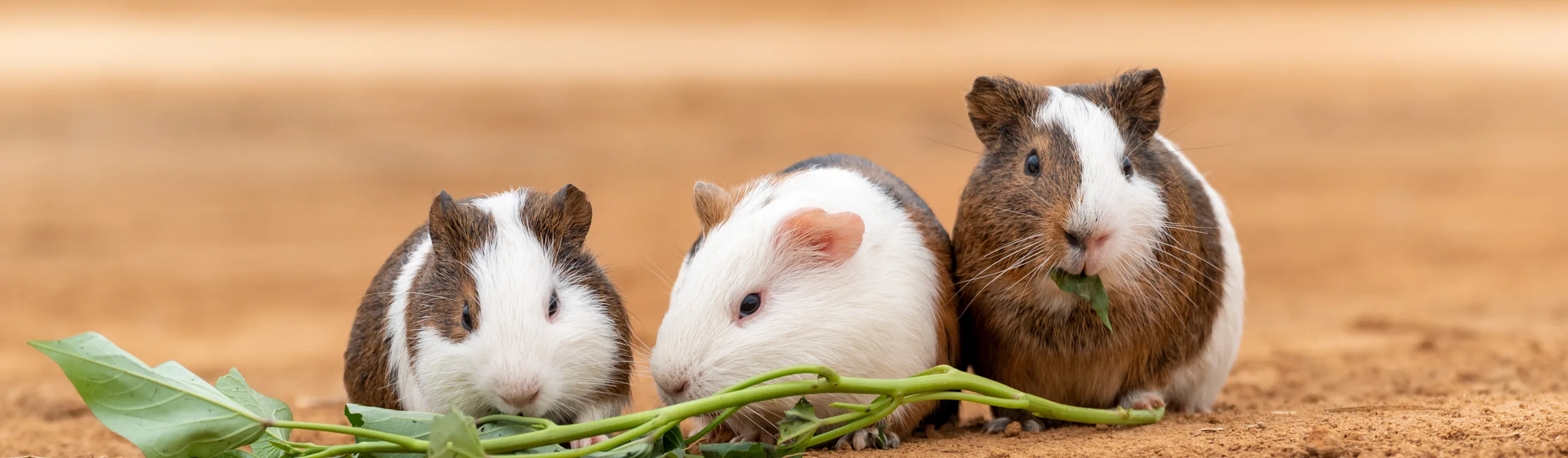 GuineaPigs eating foliage