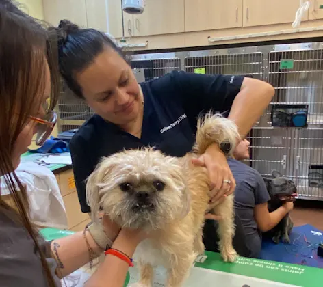 Dog chiropractor Dog chiropractor