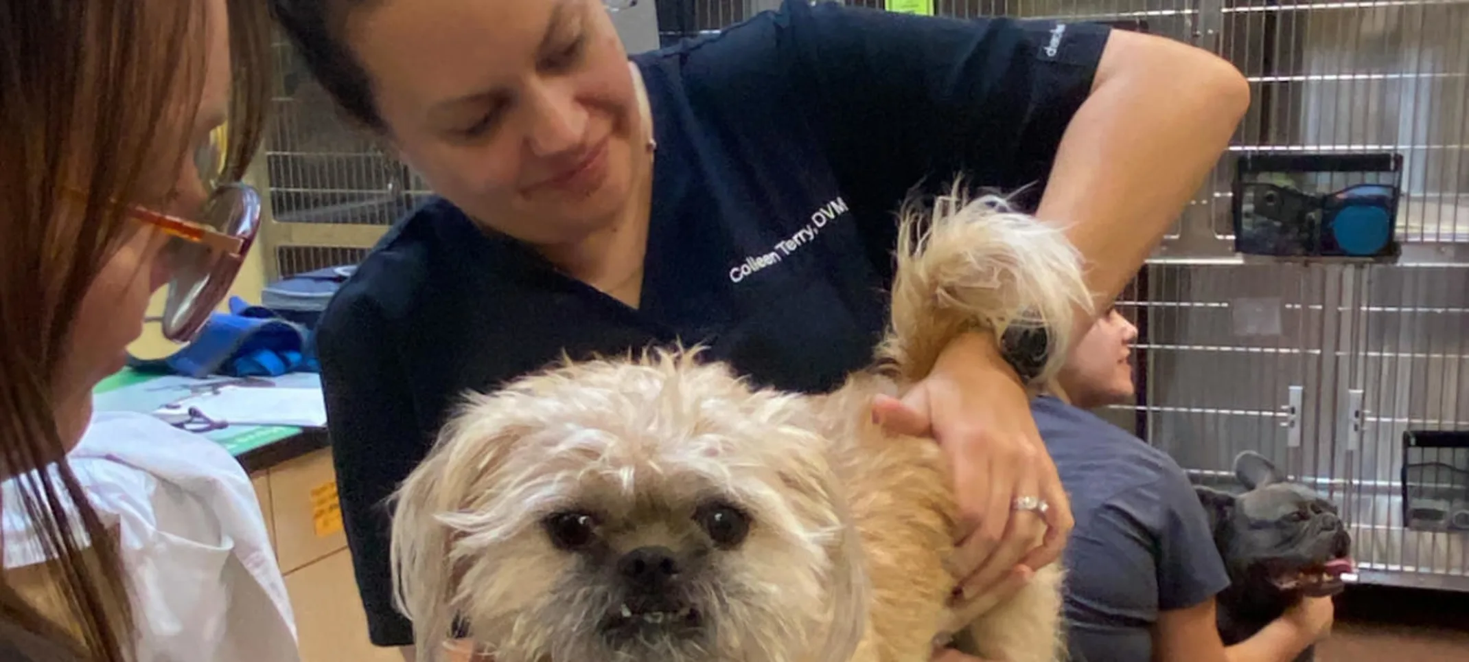 Dog chiropractor Dog chiropractor