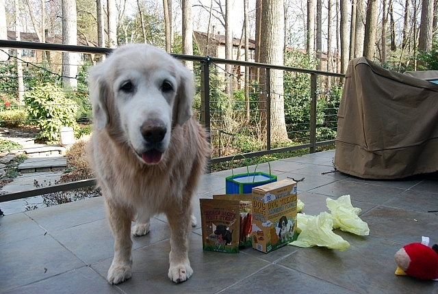 golden retriever with presents