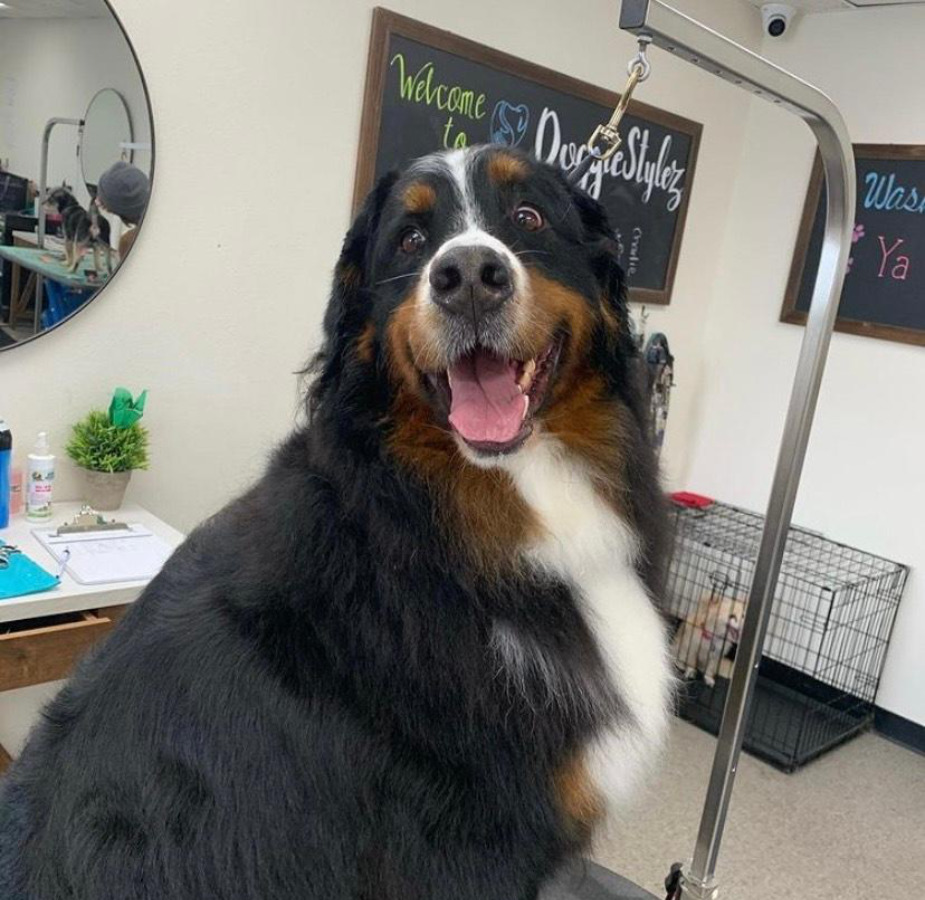 Dog smiling with mouth open