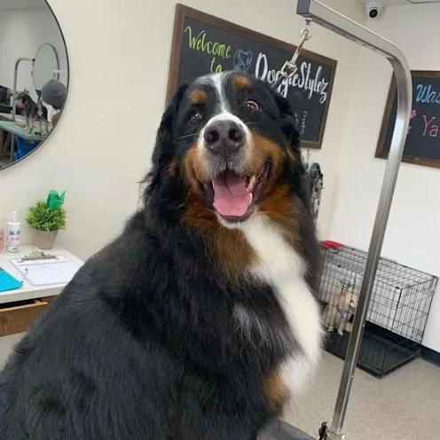 Dog smiling with mouth open Dog smiling with mouth open