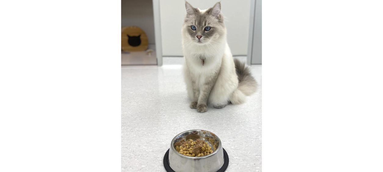 Cat Standing in Front of food bowl