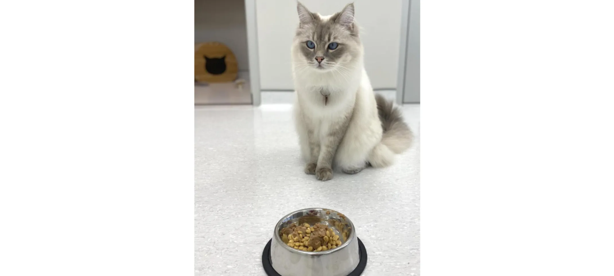 Cat Standing in Front of food bowl Cat Standing in Front of food bowl