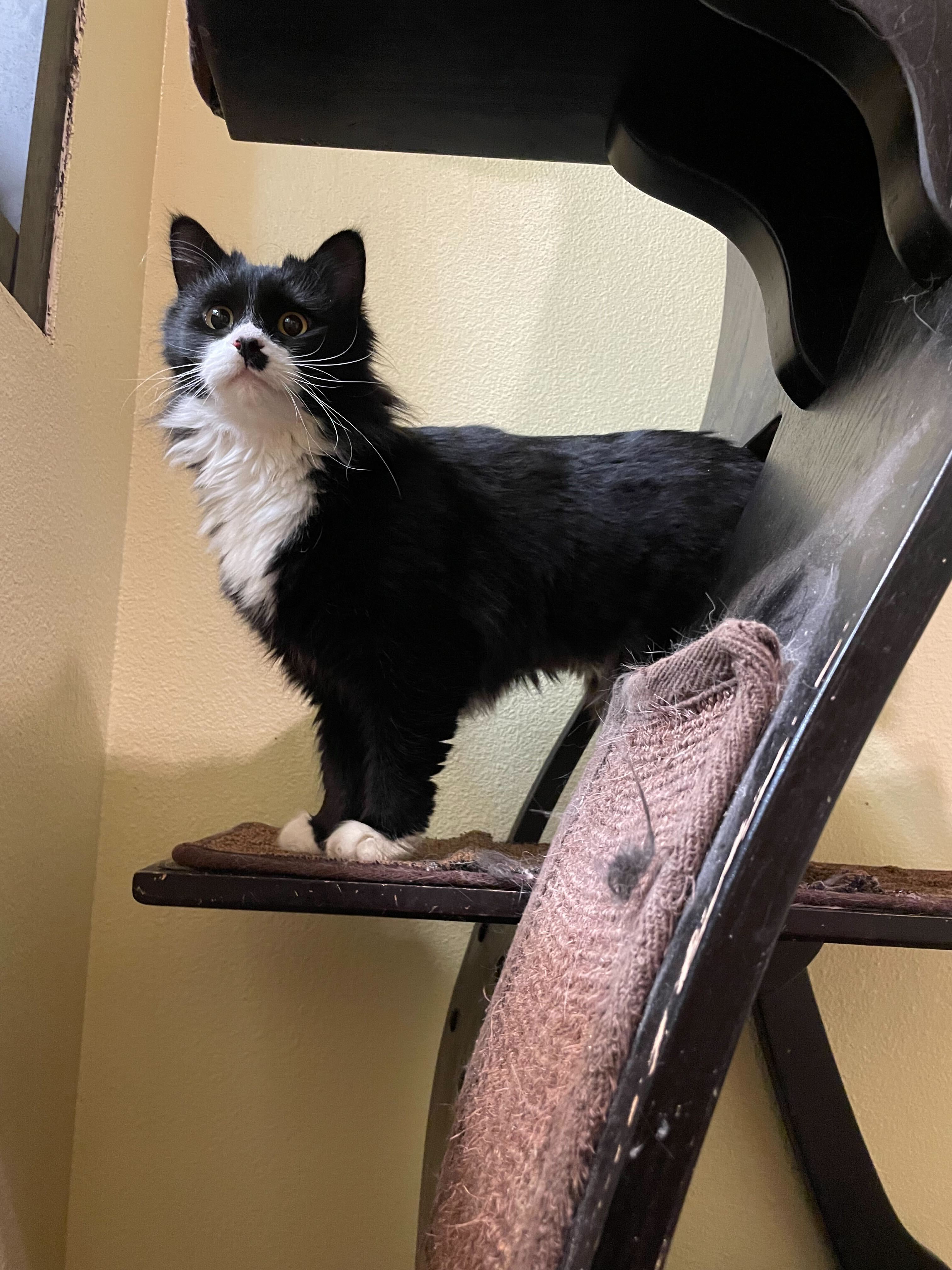A cat on a cat tower