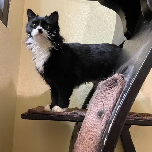 A cat on a cat tower