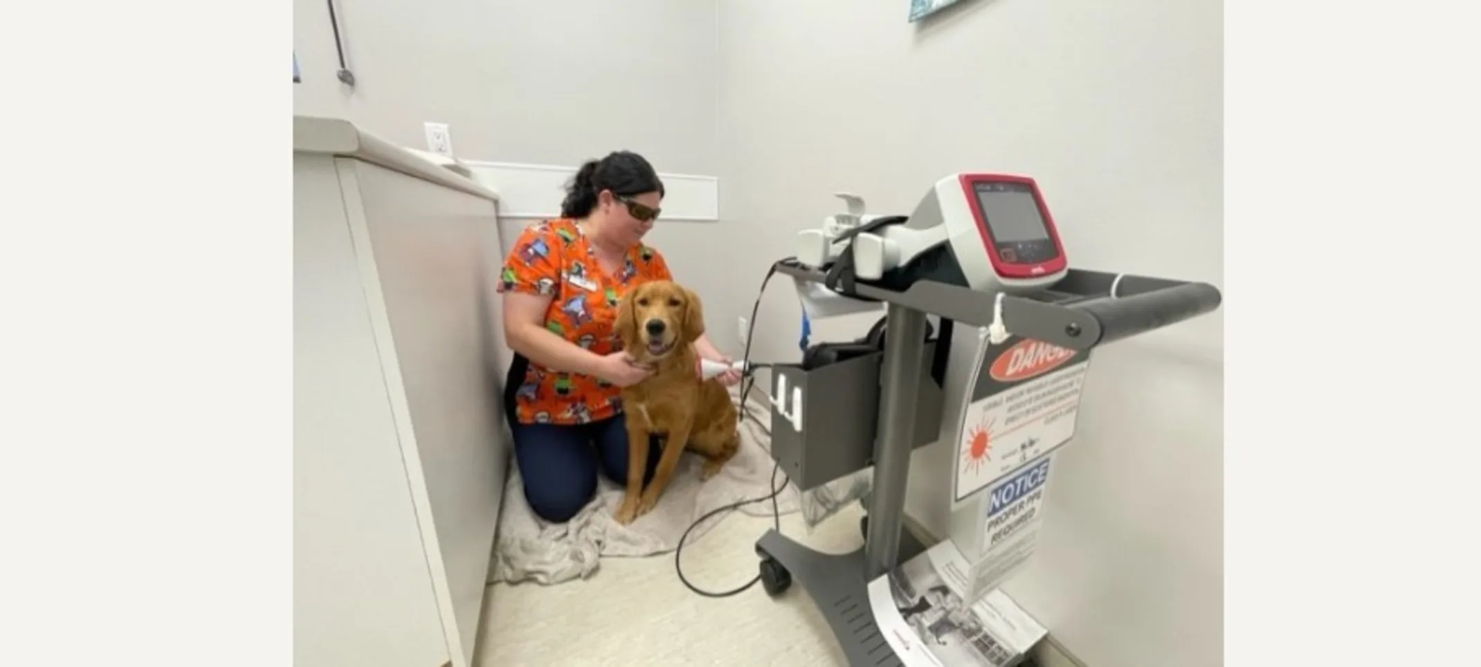 veterinary technician and golden retriever veterinary technician and golden retriever