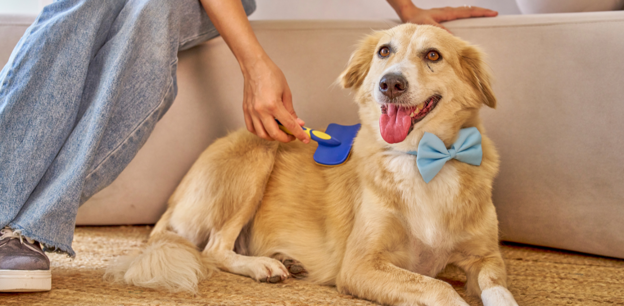 A dog is brushed after visiting PetSuites for dog grooming. 