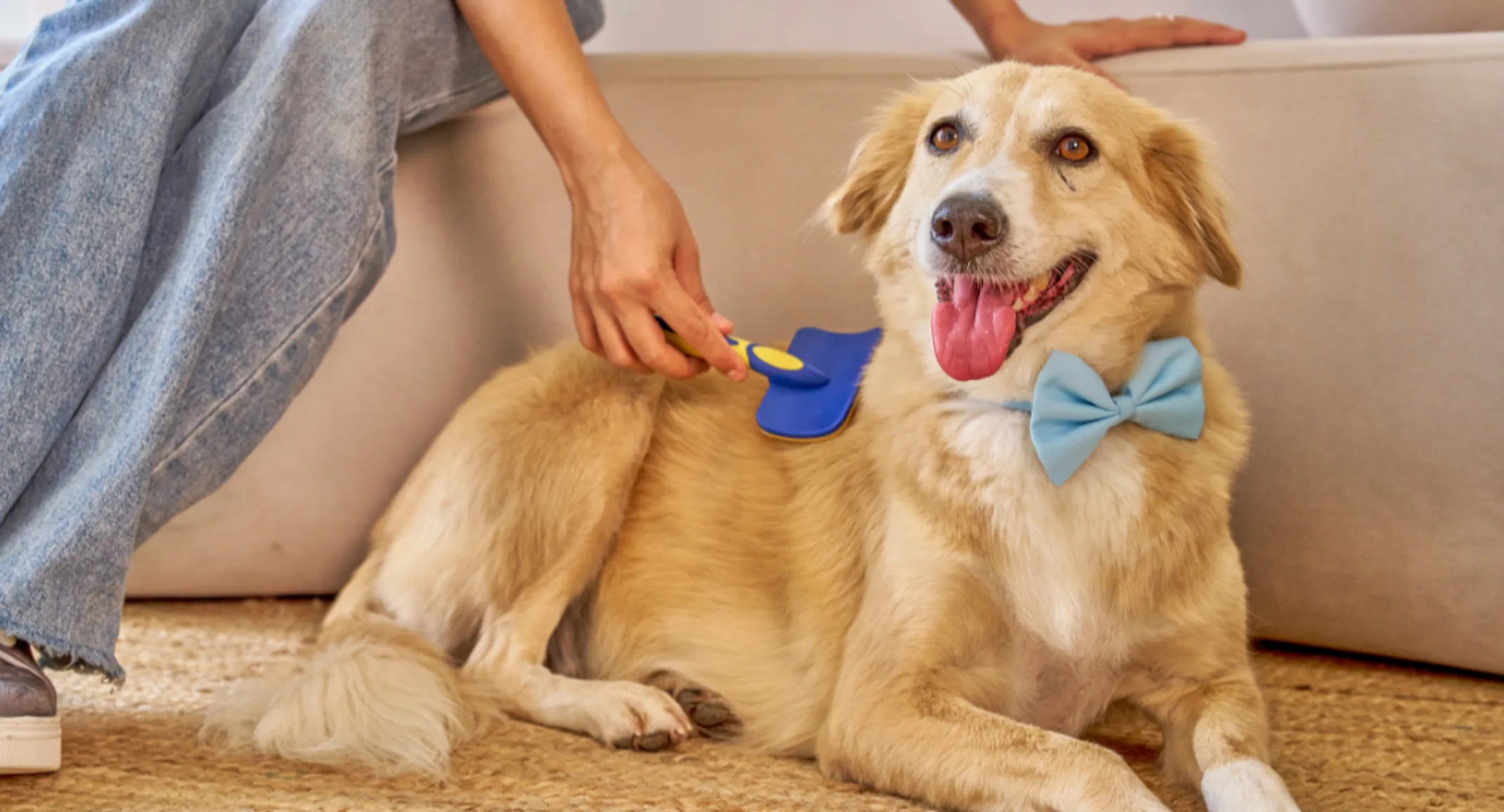 A dog is brushed after visiting PetSuites for dog grooming. A dog is brushed after visiting PetSuites for dog grooming.